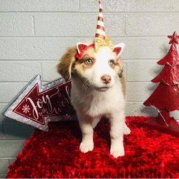 Australian Shepherd Puppies from Topaz Aussie’s