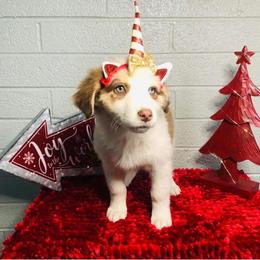 Australian Shepherd Puppies from Topaz Aussie’s