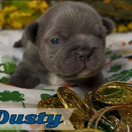 Dusty - Blue male French Bulldog puppy in Spokane, Washington from Lilac City Frenchies