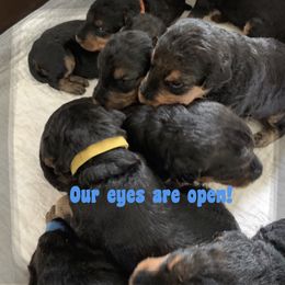 Airedale Terrier Puppies from Airedale Acres