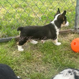 Female Two - Black and white American Corgi puppy in Gentry, Arkansas from K Heart Ranchita
