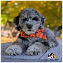 SADIE - F1b - Loves giving kisses-Ofa-Genetics-2 year warranty-microchip - Merle female Goldendoodle puppy in Jeddo, Michigan from Apple Creek Doodles