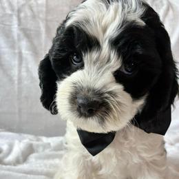 Toad - Black and white male Cockapoo puppy in Adrian, Oregon from ApplebyFarm