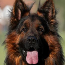 Gufy - German Shepherd