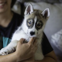 Zavala - Agouti and white male Siberian Husky puppy in Graham, North Carolina from Ivie Huskies