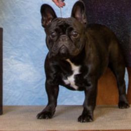 PRU - French Bulldog