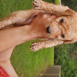 Goldendoodle Puppies from Soule Buddies