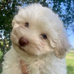 Havanese puppies from Happy Acres Havanese and Mini Sheepadoodles