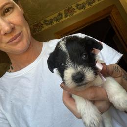 Patty - Parti female Miniature Schnauzer puppy in Dunlap, Tennessee from Beards of Glory