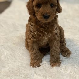 Poodle Puppies from YC Poodles