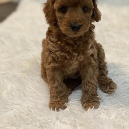 Poodle Puppies from YC Poodles