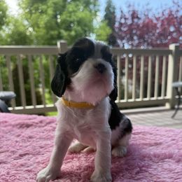 Jasmine - Tri-color female Cavalier King Charles Spaniel puppy in Lehi, Utah from Angels and Nobility Cavaliers