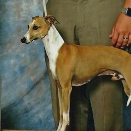 Headliner - Italian Greyhound