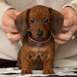 Pink Collar Girl - Red female Dachshund puppy in Baltimore, Maryland from Passport Dachshunds