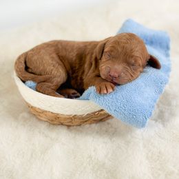 Mars - Red male Cockapoo puppy in Pledger, Texas from Sugarbear Cockapoos