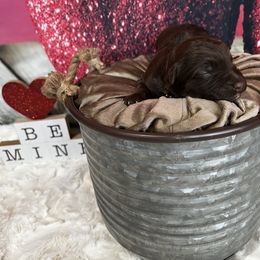 Aussiedoodle Puppies from Soap Creek Kennels