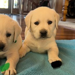 Black Collar - Yellow male Labrador Retriever puppy in Mansfield, Missouri from Leadhill Labs