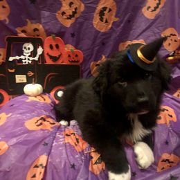 Australian Shepherd and Collie Puppies from Nicara kennel