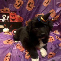 Australian Shepherd and Collie Puppies from Nicara kennel