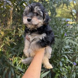 Cody - Black and tan male Yorkipoo puppy in Henderson, North Carolina from Dorans Danes and Doodles