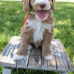 Orange Collar Boy - Apricot male Goldendoodle puppy in Hobbs, New Mexico from Goldie Locks Golden Retrievers & Doodles