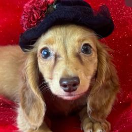 Poppy Sue  silky long coat - Dapple female Dachshund puppy in Polo, Missouri from Blue Tails Farm