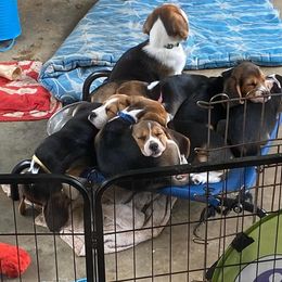 Beagle Puppies from Sunkissed Beagles