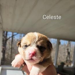 Celeste - Red and white female American Corgi puppy in Centerville, Tennessee from Katerina's American Corgis