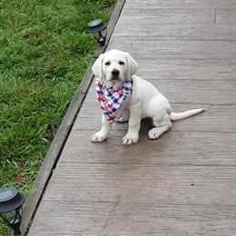 Labrador Retriever Puppies from Hilsabeck Labs