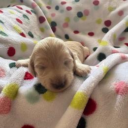 Girl 3 AKC 3900 - Cream female Dachshund puppy in Ocala, Florida from Island Farms Mimi’s Dachshunds Florida