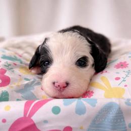 Dublin - Black and white female Sheepadoodle puppy in Rocky Point, North Carolina from CelticDoods