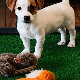 Girl 1 - female Jack Russell Terrier puppy in Cleburne, Texas from Jordan's Shorty Jacks