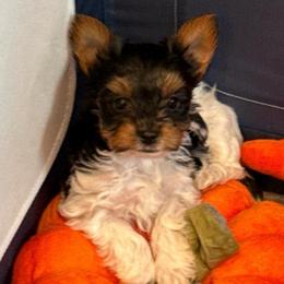 Prada awaits her forever family - Black tan and white female Biewer Terrier puppy in Lebanon, Oregon from SD99Biewers