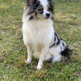 Evee - Chihuahua