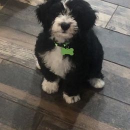 Bernedoodle Puppies from Gaston’s Posh Poodles and Doodles