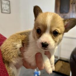 Glaceon - Red female Pembroke Welsh Corgi puppy in Deming, New Mexico from Sylvan Lane Corgis