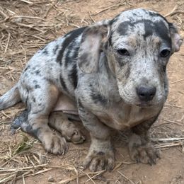 Blueberry - Dachshund