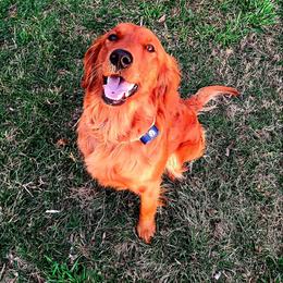 Companion Cross and Golden Retriever Puppies from Happy Tails Mini Goldens