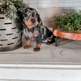 Dachshund Puppies from Cotton Hill Dachshunds