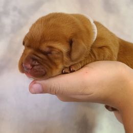 Labrador Retriever Puppies from Field and Family Labradors