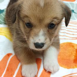 Pembroke Welsh Corgi Puppies from Episode Corgis