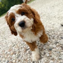 Ridge - Red male Cavapoo puppy in Wamego, Kansas from Doodles of Oz