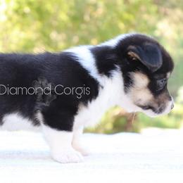 American Corgi Puppies from Diamond Corgis