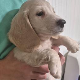 Olaf - Cream male Dachshund puppy in Randolph, Texas from Spindle's Little Treasures