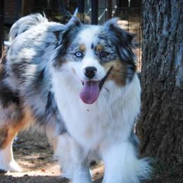 Callie - Australian Shepherd