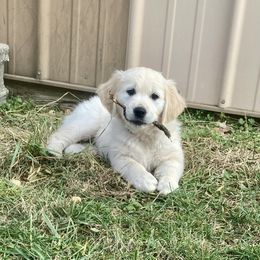 Golden Retriever Puppies from Journeyman Goldens