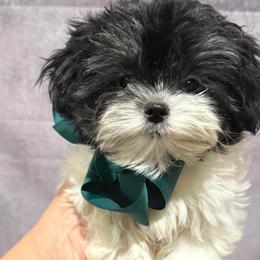 Boy 1 black-white tiny - White male Morkie puppy in Concord, California from Puppy Boutique