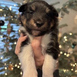 Dasher - Black white and tan male Shetland Sheepdog puppy in Oakley, California from SquiresShelties