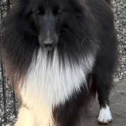 Rhythm - Black and white female Shetland Sheepdog puppy in Redwood Falls, Minnesota from Weis Shelties