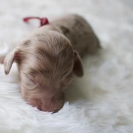 Azalea - Chocolate and cream female Dachshund puppy in Morrow, Ohio from Courtney’s Colorful Doxies